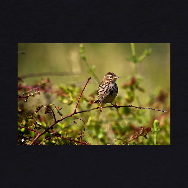 Young Sky Lark enjoying a rest in the sunshine by Violaman